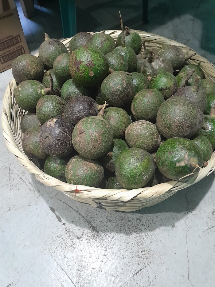 Delicious avocados to share with the abuelos.