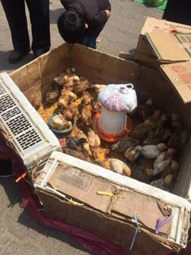 Purchasing chickens from the market in Santa Maria de Jesus.